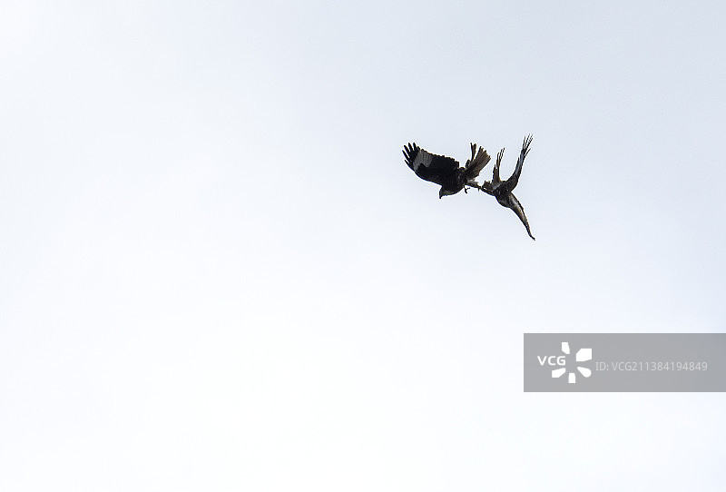 一对红鸢求偶时爪子相扣图片素材