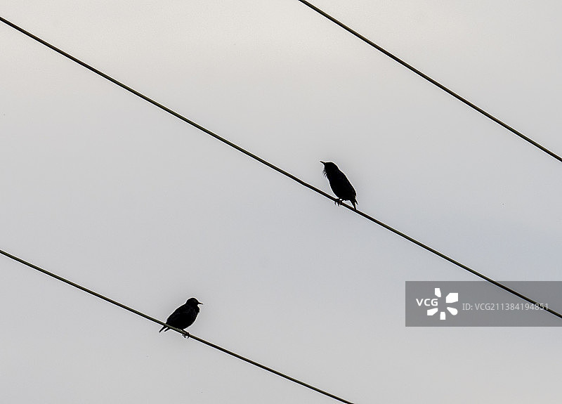 在电线上的椋鸟，英国约克郡山谷图片素材