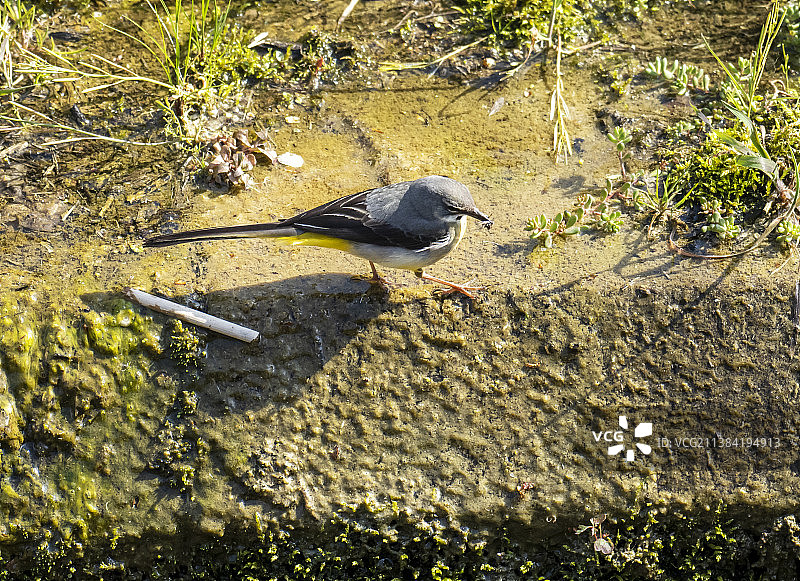 一只灰鹡鸰在英国莱斯特郡的斯威特兰水库的流出溪流中觅食。图片素材