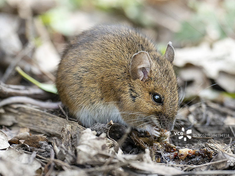 林鼠在英国莱斯特郡Quorn附近以腐肉为食图片素材