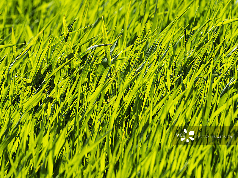 英国莱斯特郡科恩农田里的背光草图片素材