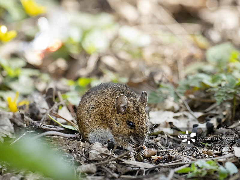 林鼠在英国莱斯特郡Quorn附近以腐肉为食图片素材
