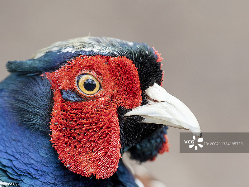 带有吸血寄生蜱的环颈雉，红隼沼泽，英国兰开夏郡图片素材