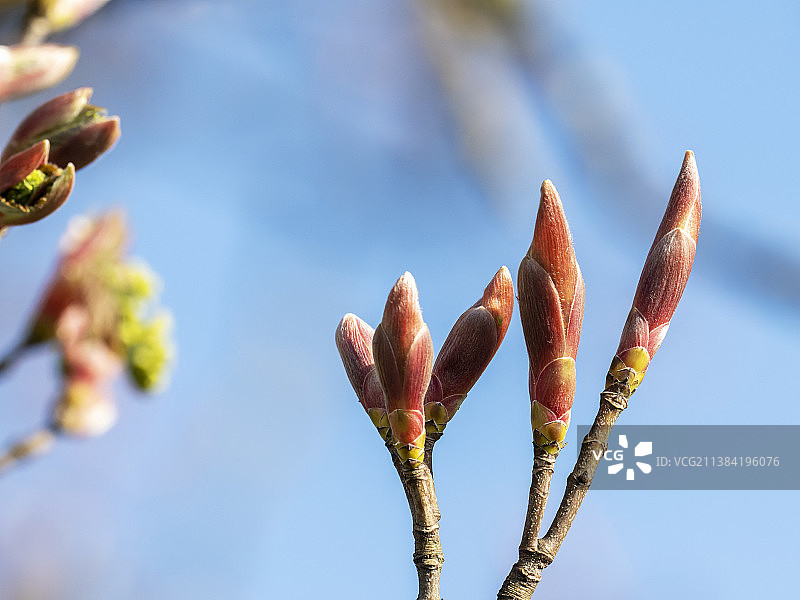 英国约克郡山谷中一颗梧桐树上的叶芽图片素材
