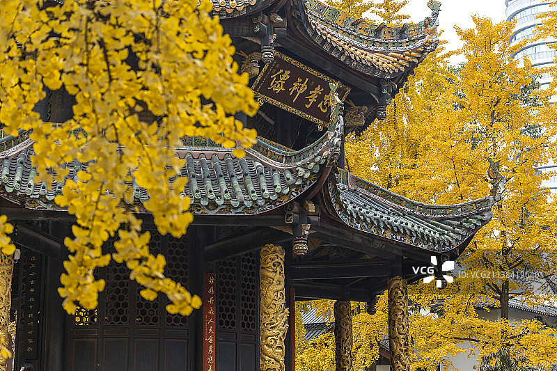 成都青羊宫秋天银杏图片素材