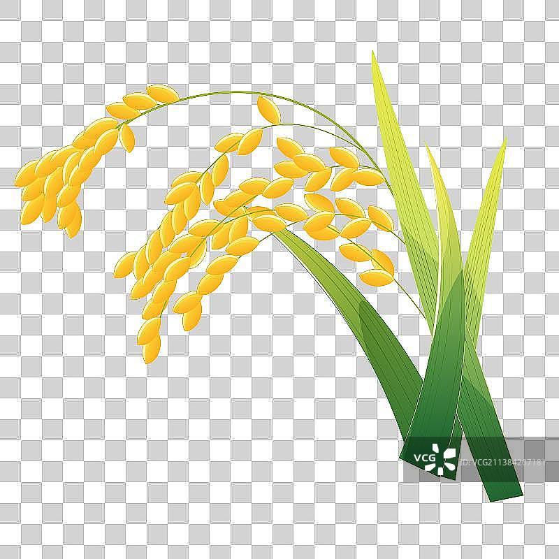 中国风成熟的水稻矢量插画元素图片素材