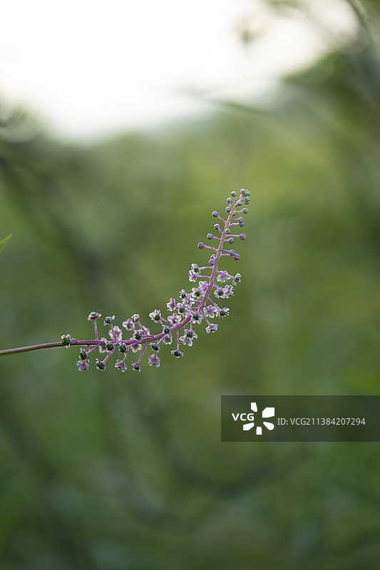 夕阳下开花的商陆图片素材