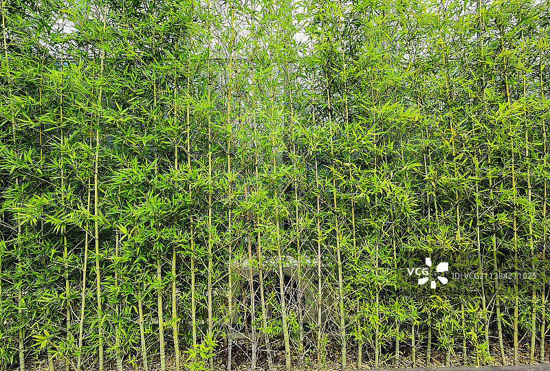 覆盖建筑物外墙的绿色竹林背景图片素材