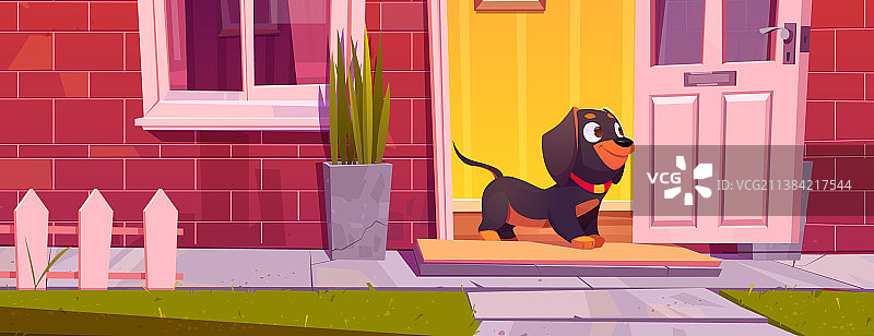 可爱腊肠犬站在家门口宠物散步图片素材