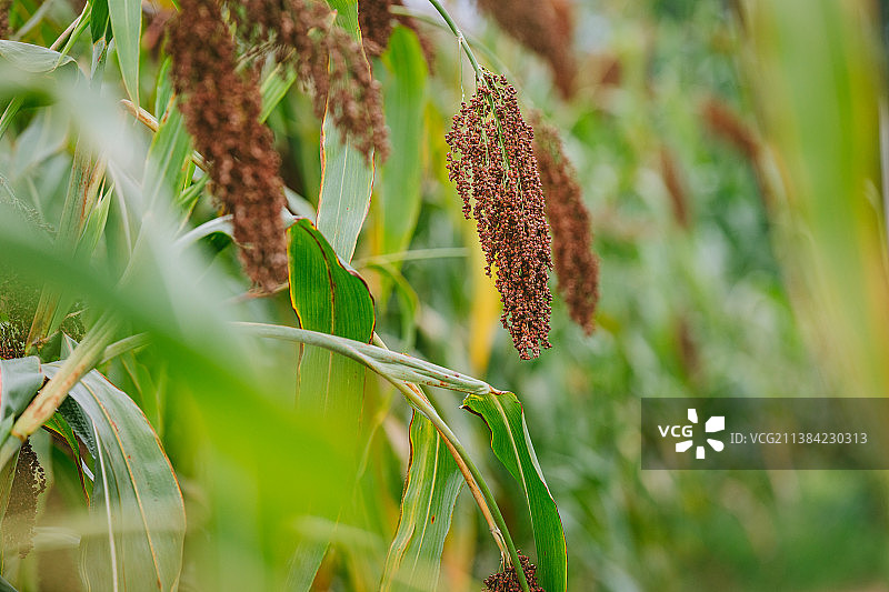 成熟的高粱图片素材