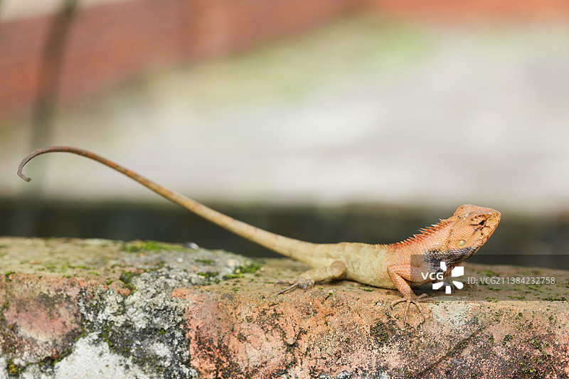 蜥蜴图片素材