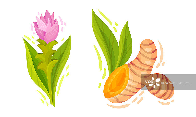 姜黄根茎、根和花图片素材