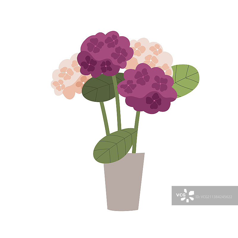 盆栽盛开的绣球花图片素材
