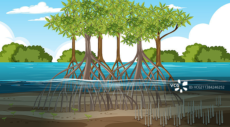 白昼红树林景观图片素材