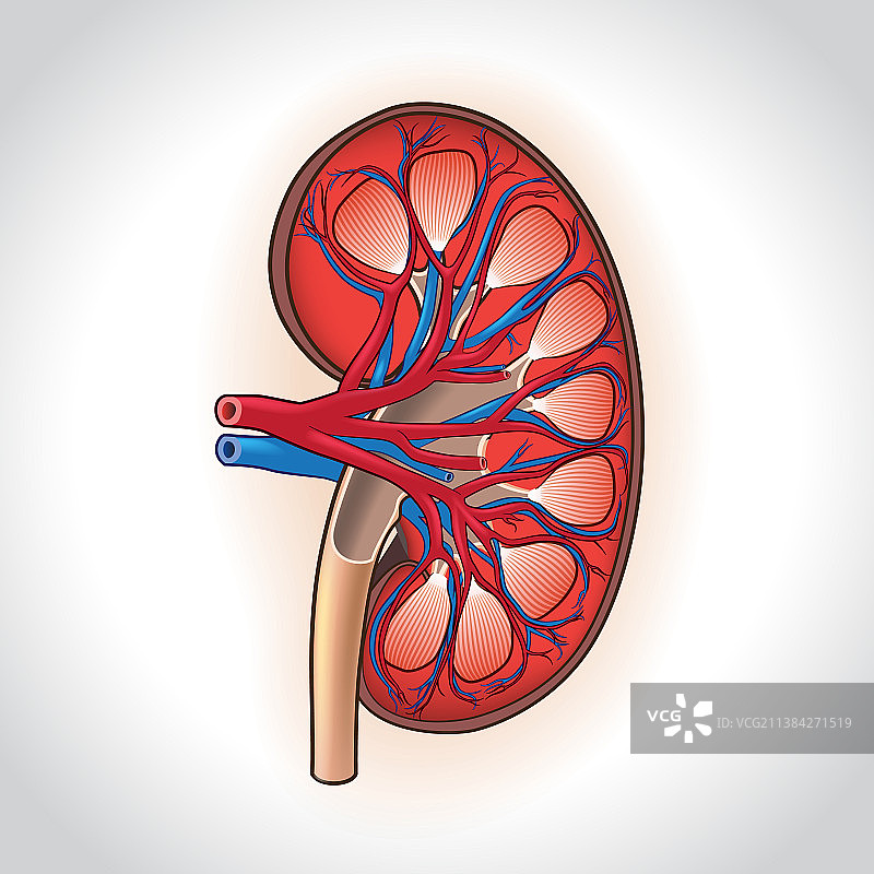 人体肾脏横截面静脉图图片素材