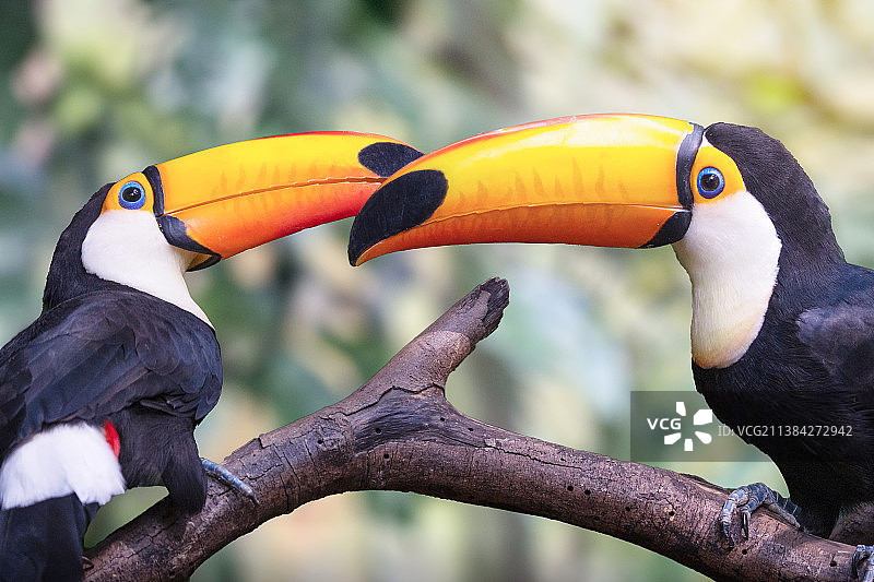 奇特的巨嘴鸟图片素材