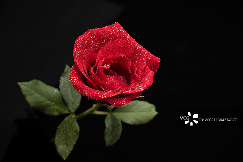 黑色背景中的红玫瑰花图片素材