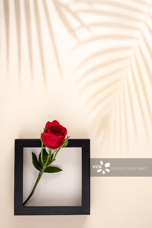 实木相框中的红色玫瑰花图片素材