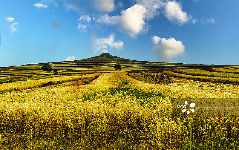 莜麦丰收图片素材