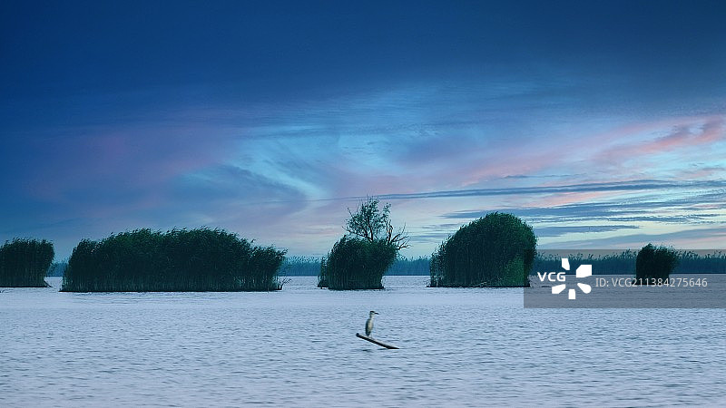 烟雨芦苇荡图片素材