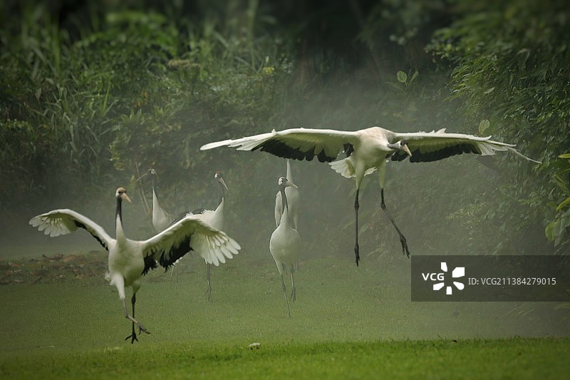 仙鹤起舞图片素材