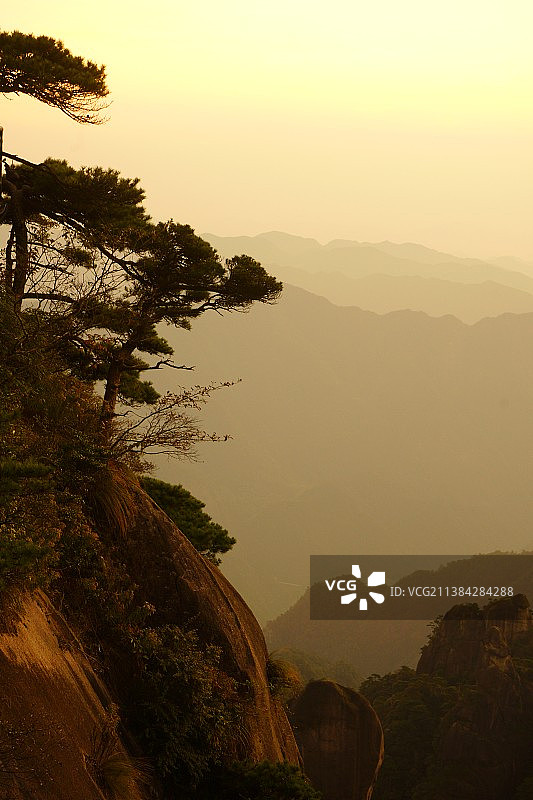 《崖柏》三清山图片素材