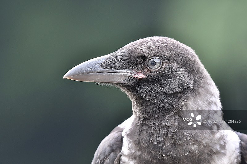 白颈鸦大特写图片素材