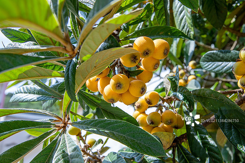果园里生在在枝头的黄色枇杷果实图片素材