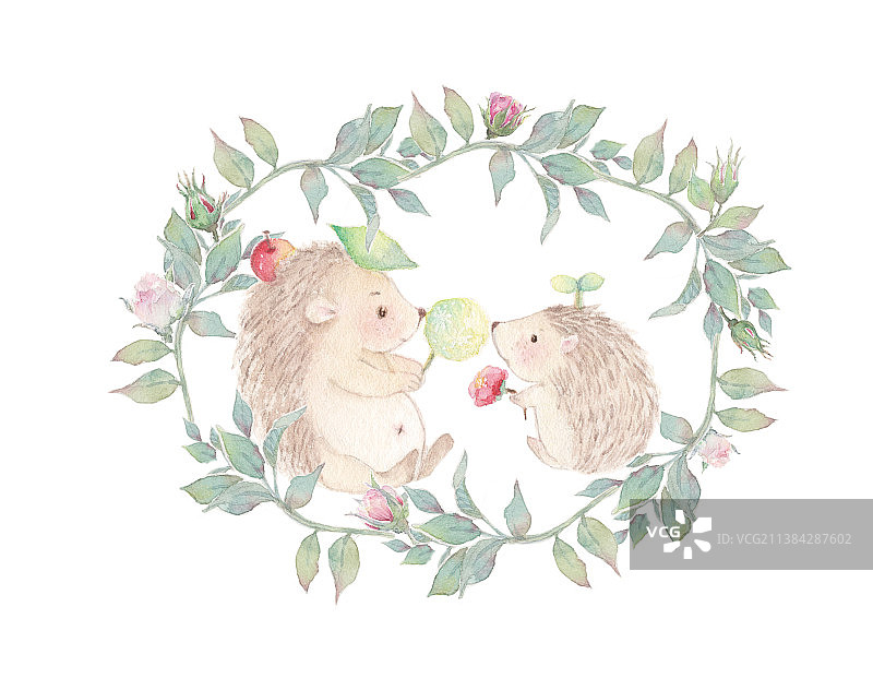 白色背景植物花环中的两只刺猬特写镜头图片素材