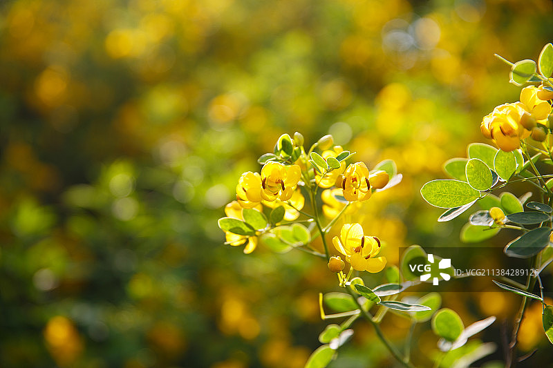 黄槐决明双荚决明，花卉摄影图片素材