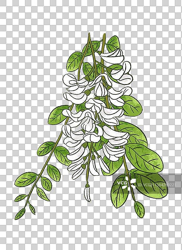 洋槐花图片素材