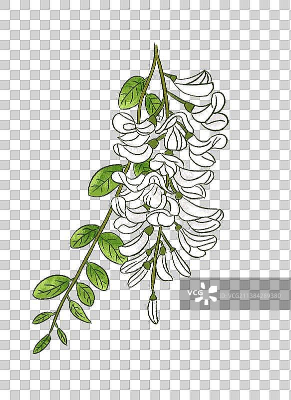 洋槐花图片素材