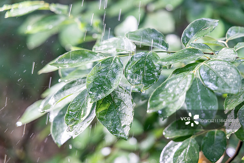 被雨水淋湿的叶子图片素材