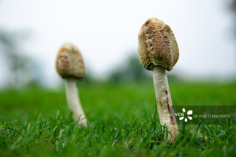 雨后草地上长出的野生菌类图片素材
