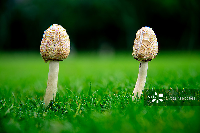 雨后草地上长出的野生菌类图片素材