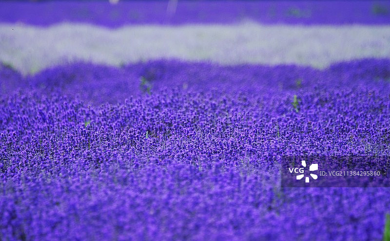 香料香精花卉风景风光自然美景壁纸美图图片素材