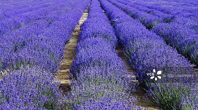香料香精花卉风景风光自然美景壁纸美图图片素材