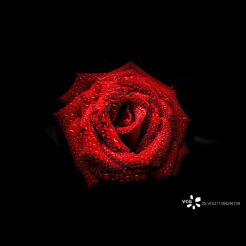 玫瑰 景深合成图片素材