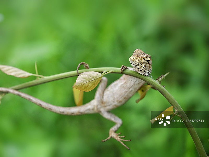 妖娆姿势图片素材