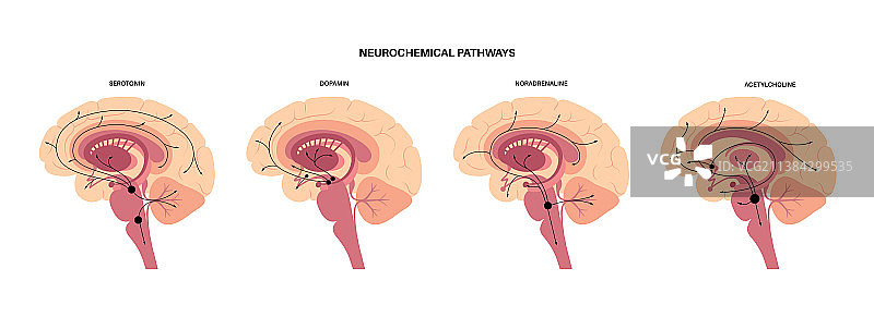 神经化学通路图图片素材