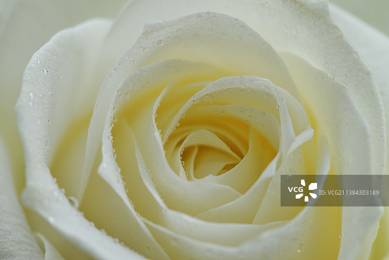 白玫瑰图片素材