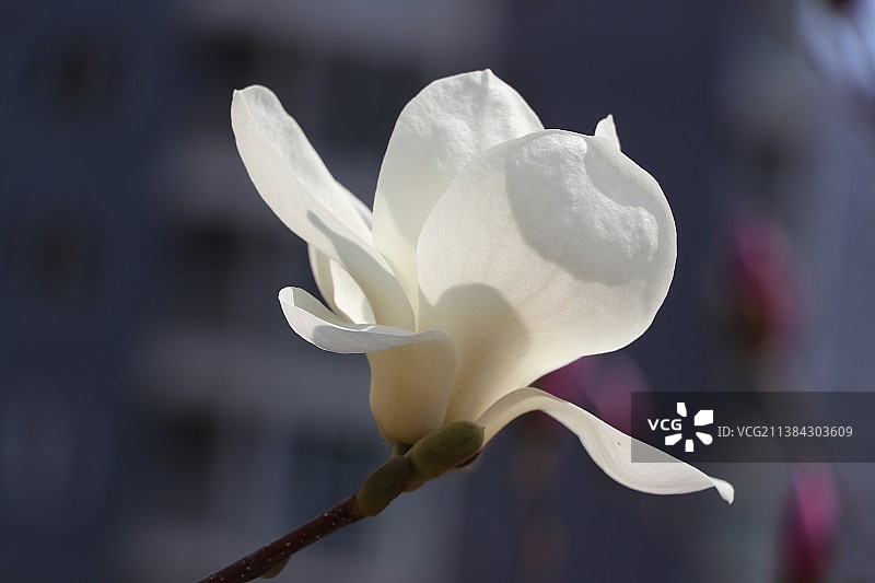 曼妙白玉兰图片素材