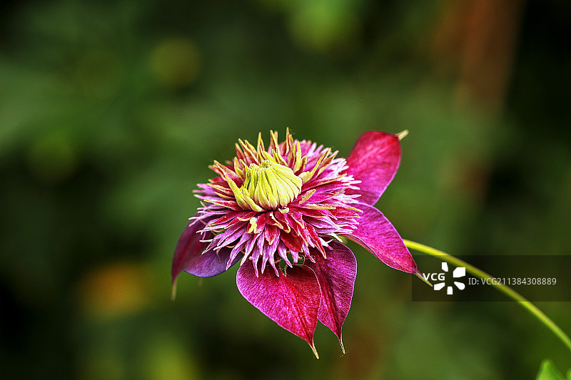 铁线莲图片素材