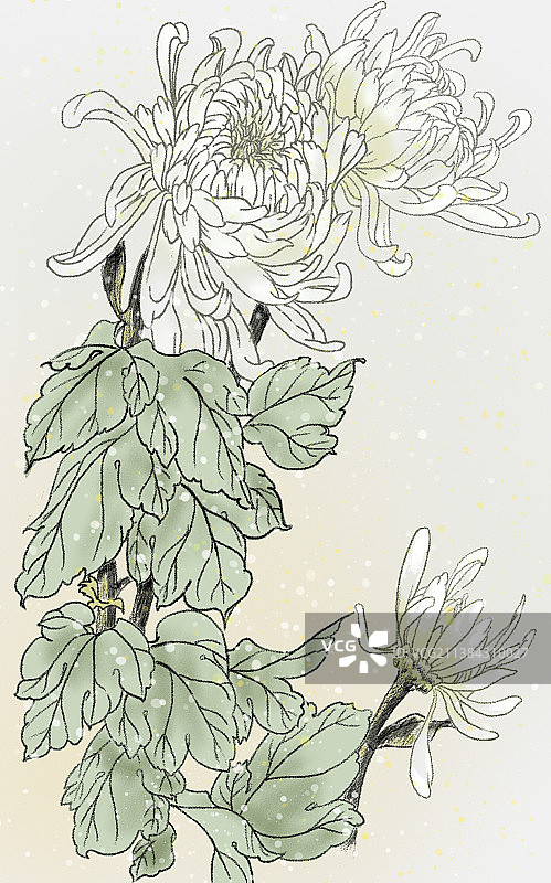菊图片素材