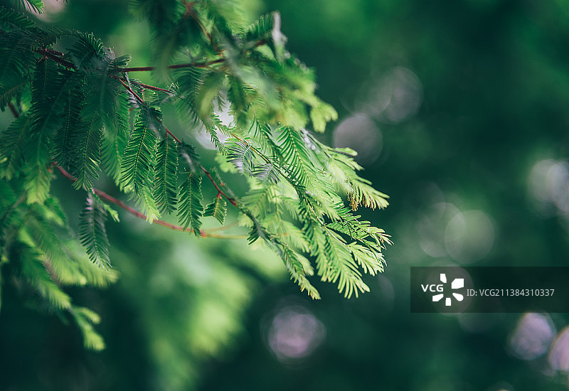 杉树叶图片素材