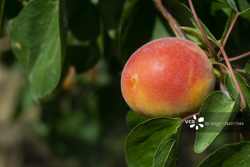 成熟的笆斗杏图片素材