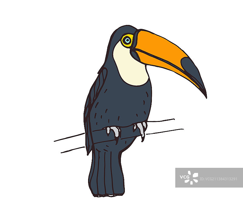 巨嘴鸟热带丛林鸟图片素材