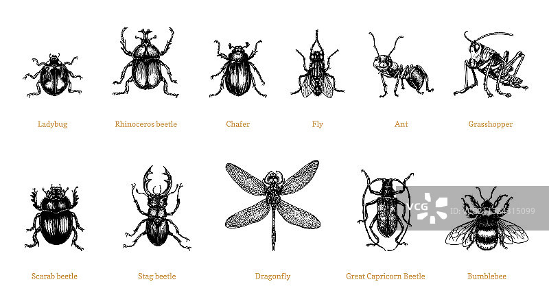 昆虫图集：甲虫收藏图片素材