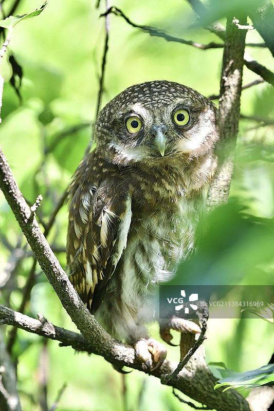 萌萌的斑头鸺鹠图片素材