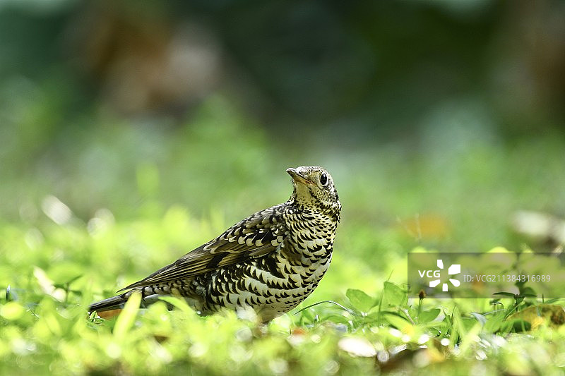 虎斑地鸫的特写镜头图片素材